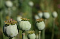 Opium - účinky a využití